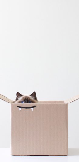 [2436x1125]猫咪 动物 纸箱  创意 苹果手机壁纸图片
