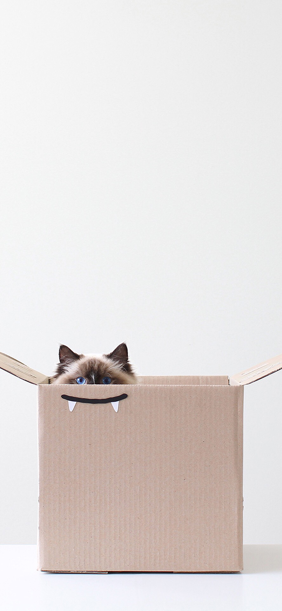 [2436×1125]猫咪 动物 纸箱  创意 苹果手机壁纸图片