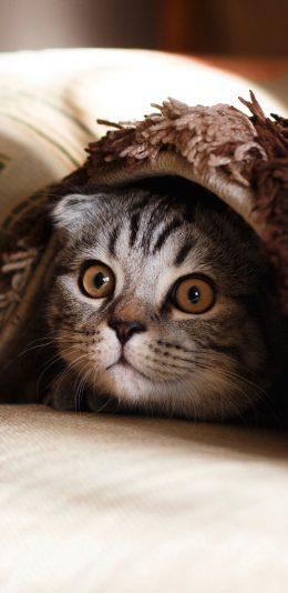 [2436x1125]猫咪 动物 躲藏 宠物 呆萌 苹果手机壁纸图片