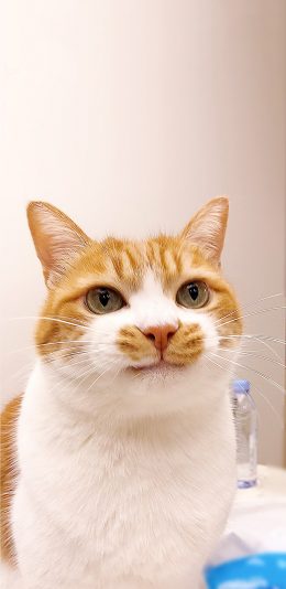 [2436x1125]猫咪 可爱 乖巧 宠物 苹果手机壁纸图片