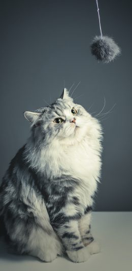[2436x1125]猫咪 可爱 呆萌 毛球 逗猫 苹果手机壁纸图片