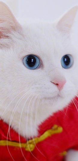 [2436x1125]猫咪 可爱 喜庆 喵星人 宠物 苹果手机壁纸图片