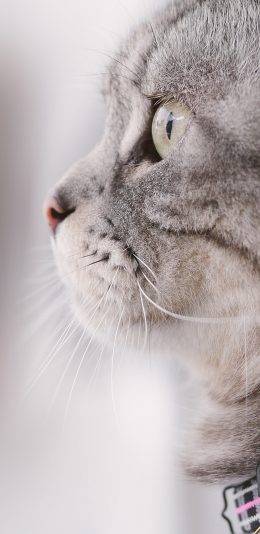[2436x1125]猫咪 可爱 喵星人 宠物 侧颜 苹果手机壁纸图片