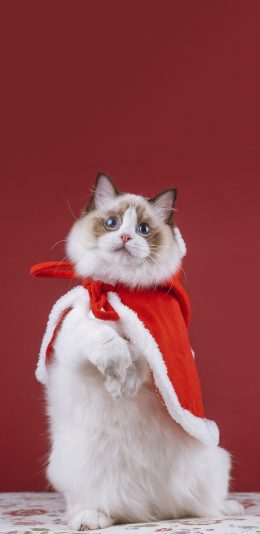 [2436x1125]猫咪 可爱 喵星人 宠物 红色 斗篷 苹果手机壁纸图片
