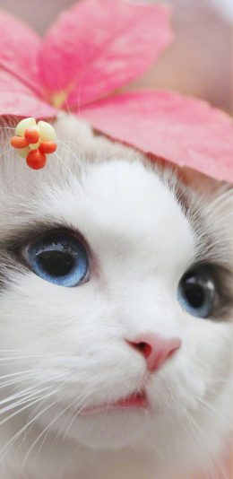[2436x1125]猫咪 可爱 喵星人 宠物 萌 苹果手机壁纸图片