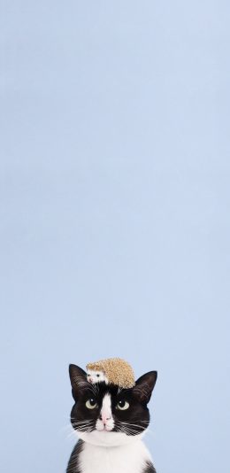 [2436x1125]猫咪 可爱 喵星人 萌 可爱 刺猬 蓝色 苹果手机壁纸图片