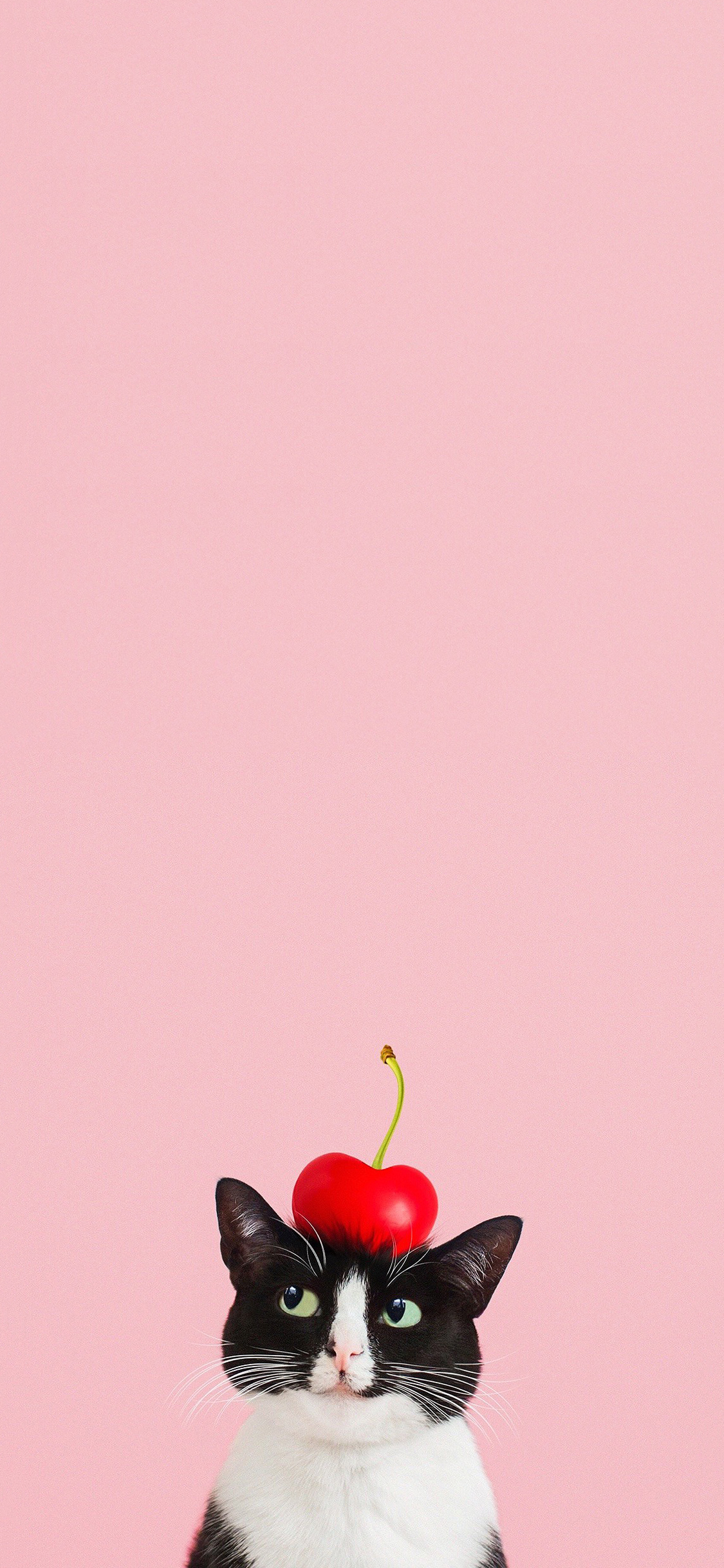 [2436×1125]猫咪 可爱 喵星人 萌 可爱 樱桃 粉色 苹果手机壁纸图片