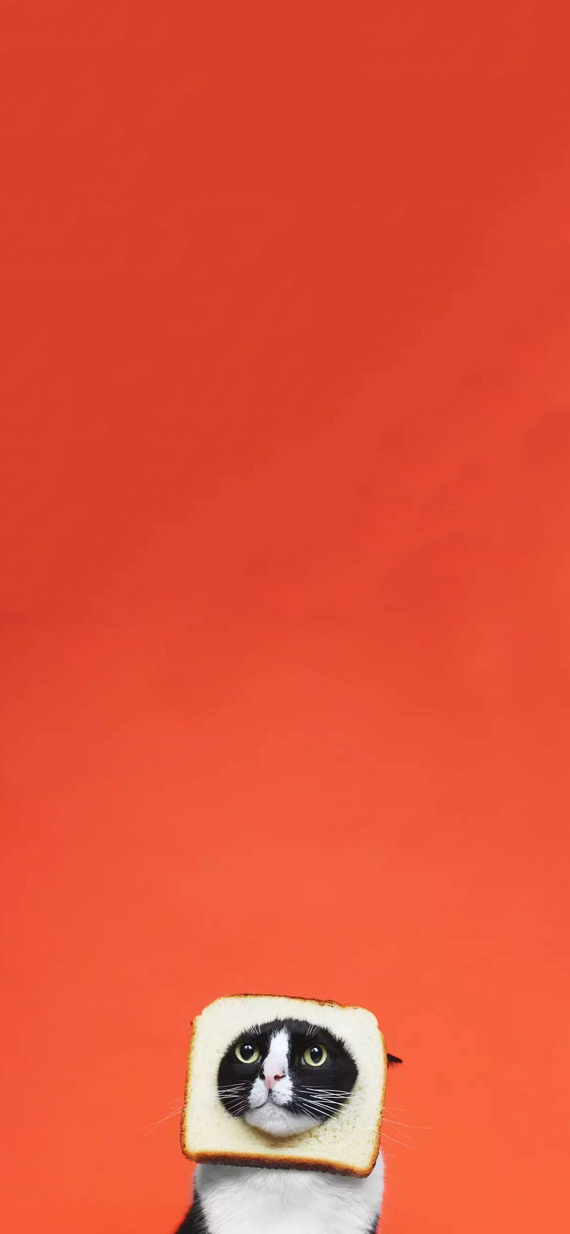 [2436×1125]猫咪 可爱 喵星人 萌 可爱 面包片 橘色 苹果手机壁纸图片
