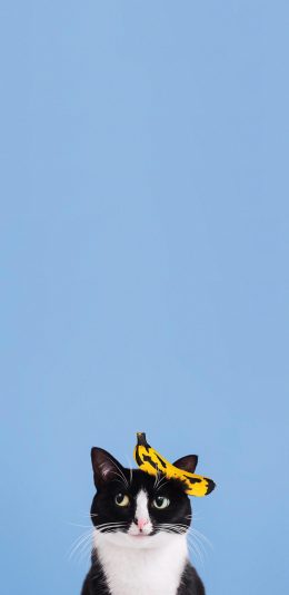 [2436x1125]猫咪 可爱 喵星人 萌 可爱 香蕉 蓝色 苹果手机壁纸图片