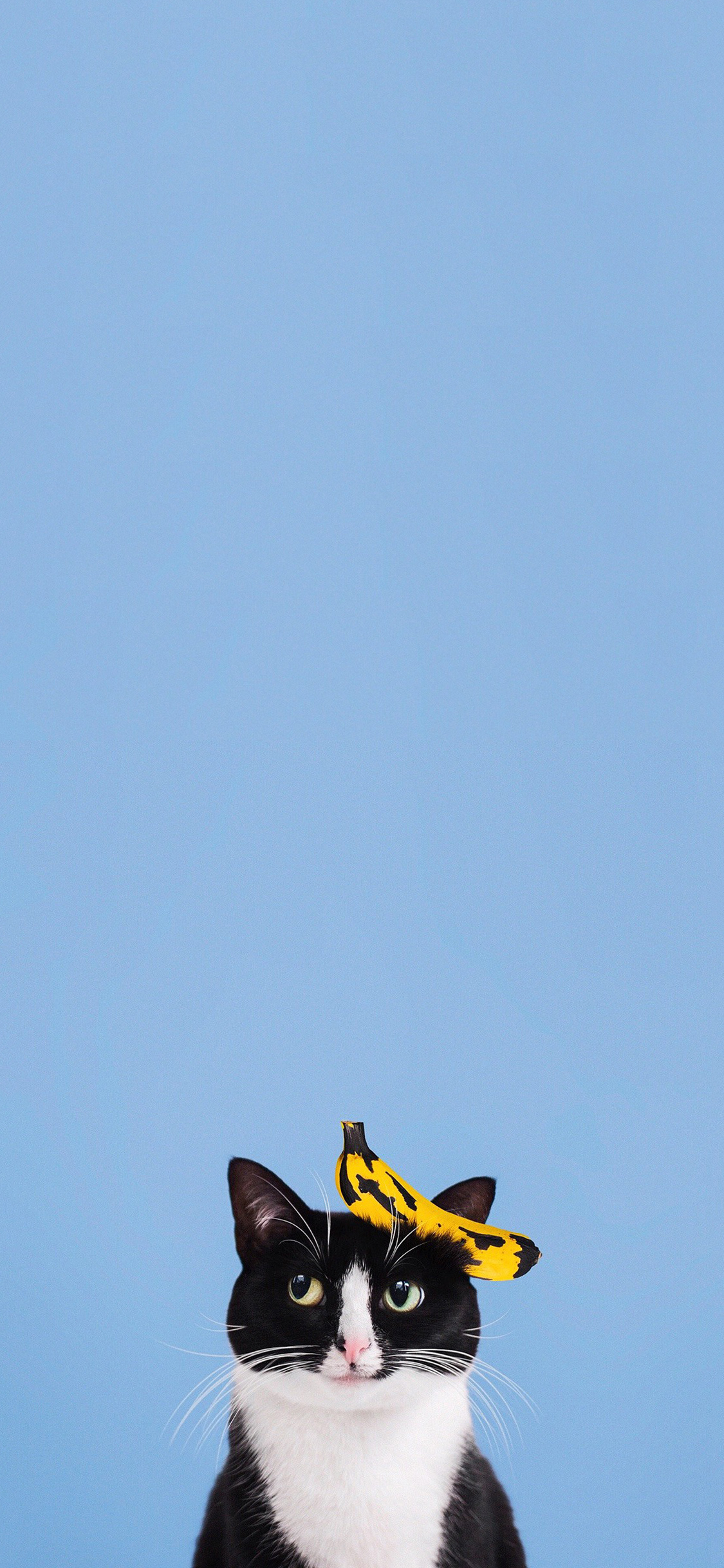 [2436×1125]猫咪 可爱 喵星人 萌 可爱 香蕉 蓝色 苹果手机壁纸图片