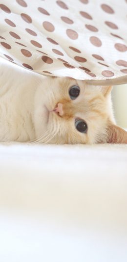 [2436x1125]猫咪 可爱 喵星人 萌 宠物 苹果手机壁纸图片