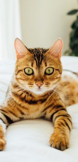 [2436x1125]猫咪 可爱 喵星人 萌宠 苹果手机壁纸图片