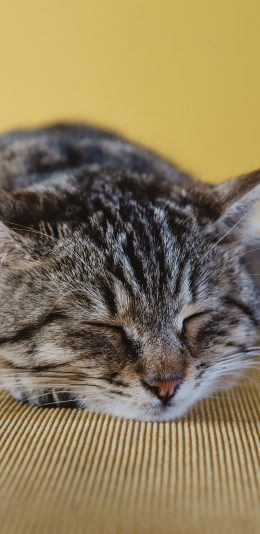[2436x1125]猫咪 可爱 喵星人 萌宠 懒 苹果手机壁纸图片