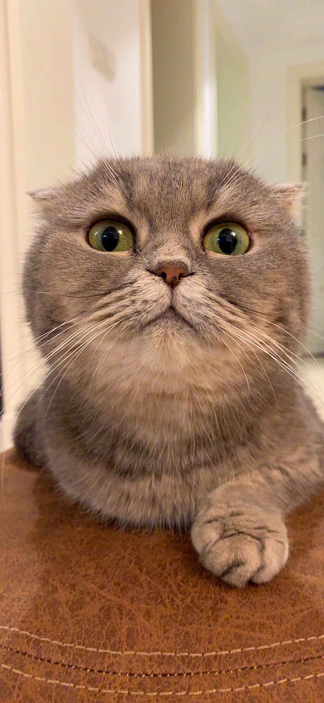 [2436×1125]猫咪 可爱 宠物 呆萌 苹果手机壁纸图片