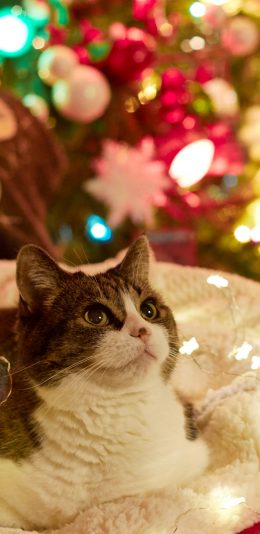 [2436x1125]猫咪 可爱 宠物 彩灯 苹果手机壁纸图片