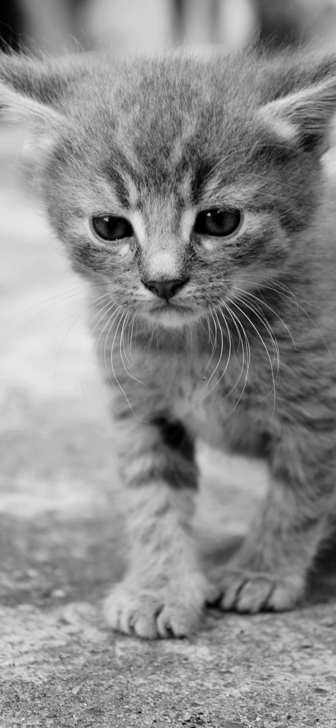 [2436×1125]猫咪 可爱 宠物 灰猫 小奶猫 苹果手机壁纸图片