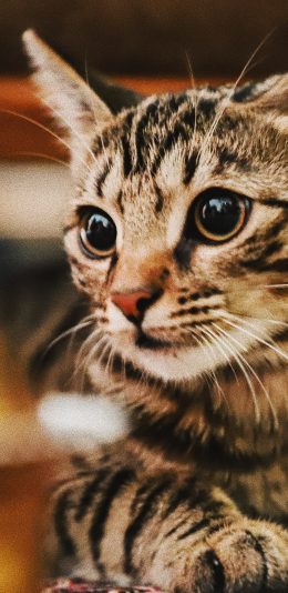 [2436x1125]猫咪 可爱 宠物 皮毛 苹果手机壁纸图片