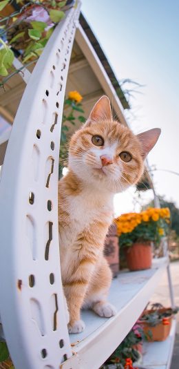[2436x1125]猫咪 可爱 宠物 花盆 苹果手机壁纸图片