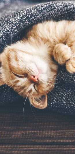 [2436x1125]猫咪 可爱 宠物 萌 苹果手机壁纸图片