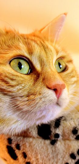 [2436x1125]猫咪 可爱 宠物 萌 喵星人 苹果手机壁纸图片