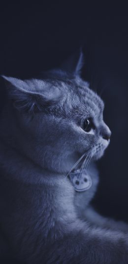 [2436x1125]猫咪 可爱 宠物 项圈 苹果手机壁纸图片