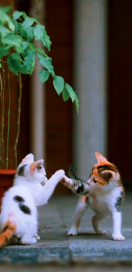 [2436x1125]猫咪 可爱 小猫 幼仔 打闹 花猫 苹果手机壁纸图片