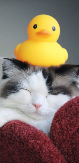 [2436x1125]猫咪 可爱 小黄鸭 橡胶鸭 喵星人 宠物 苹果手机壁纸图片