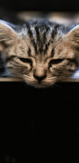 [2436x1125]猫咪 可爱 幼仔 宠物 苹果手机壁纸图片