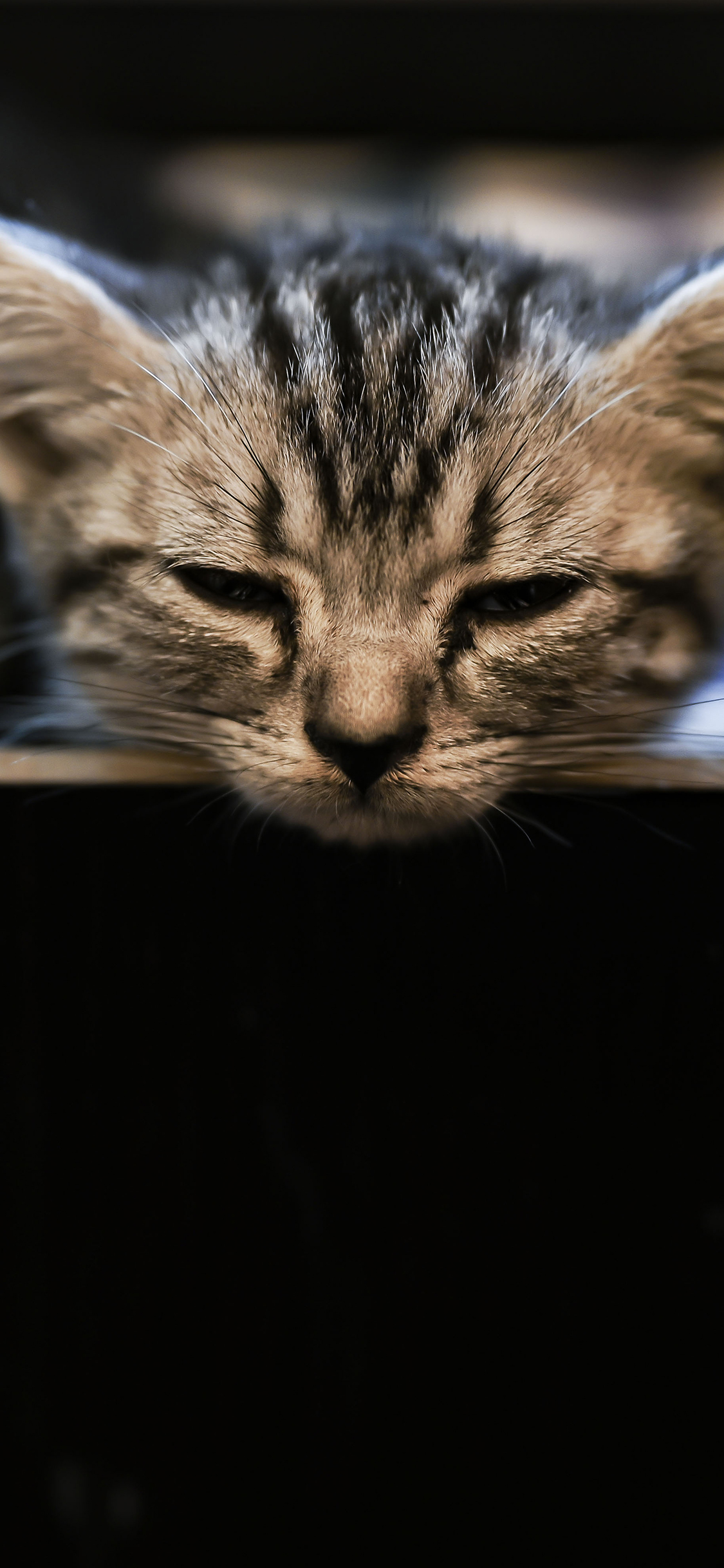 [2436×1125]猫咪 可爱 幼仔 宠物 苹果手机壁纸图片