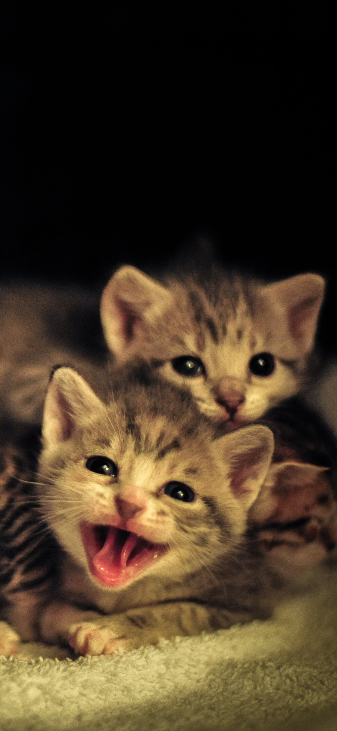 [2436×1125]猫咪 可爱 幼仔 小猫 苹果手机壁纸图片