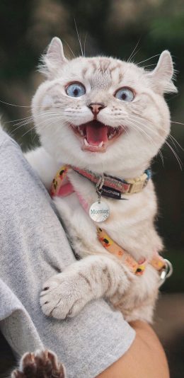 [2436x1125]猫咪 可爱 张嘴 大眼 萌宠 喵星人 苹果手机壁纸图片