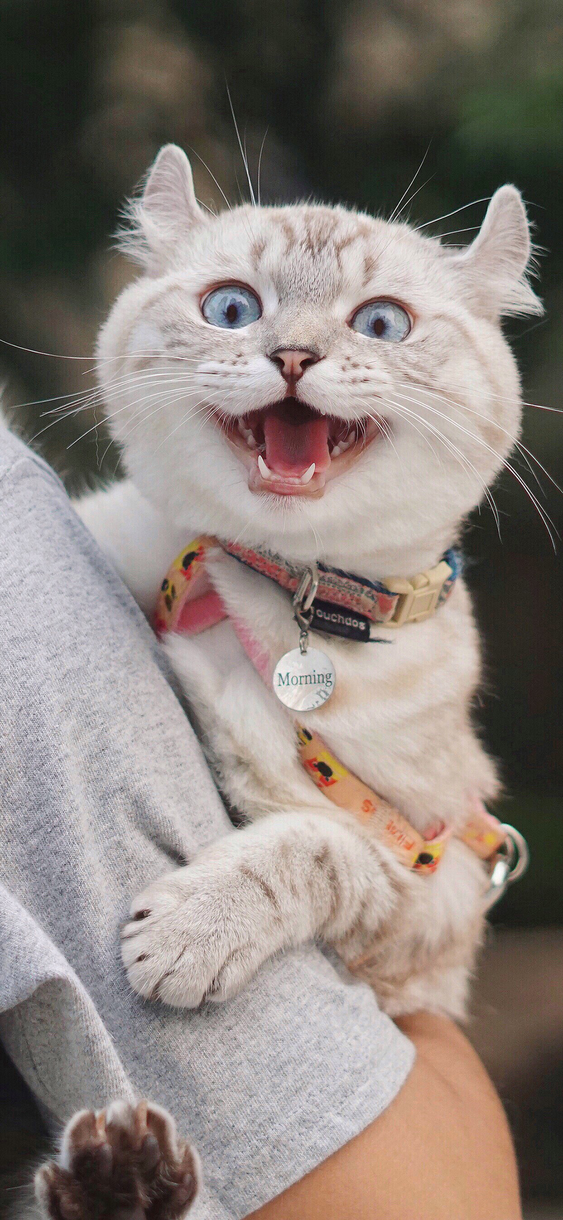 [2436×1125]猫咪 可爱 张嘴 大眼 萌宠 喵星人 苹果手机壁纸图片