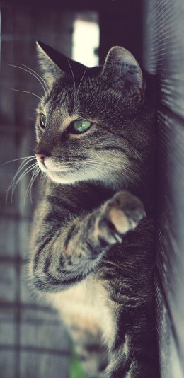 [2436x1125]猫咪 可爱 慵懒 喵星人 萌宠 苹果手机壁纸图片