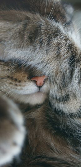 [2436x1125]猫咪 可爱 捂脸 爪子 喵星人 萌 宠物 苹果手机壁纸图片