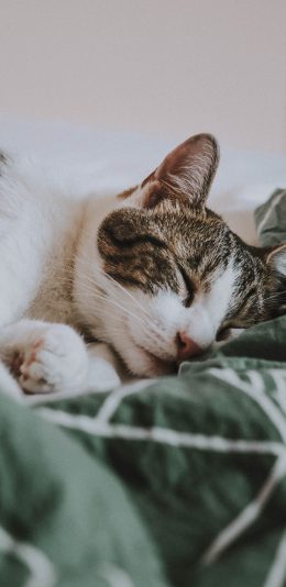 [2436x1125]猫咪 可爱 沉睡 宠物 苹果手机壁纸图片