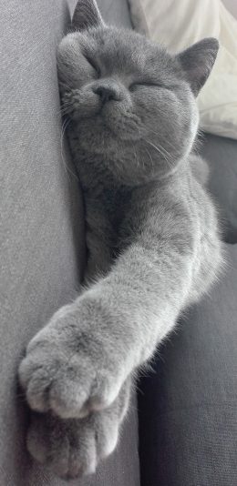 [2436x1125]猫咪 可爱 睡觉 灰色 喵星人 宠物 苹果手机壁纸图片