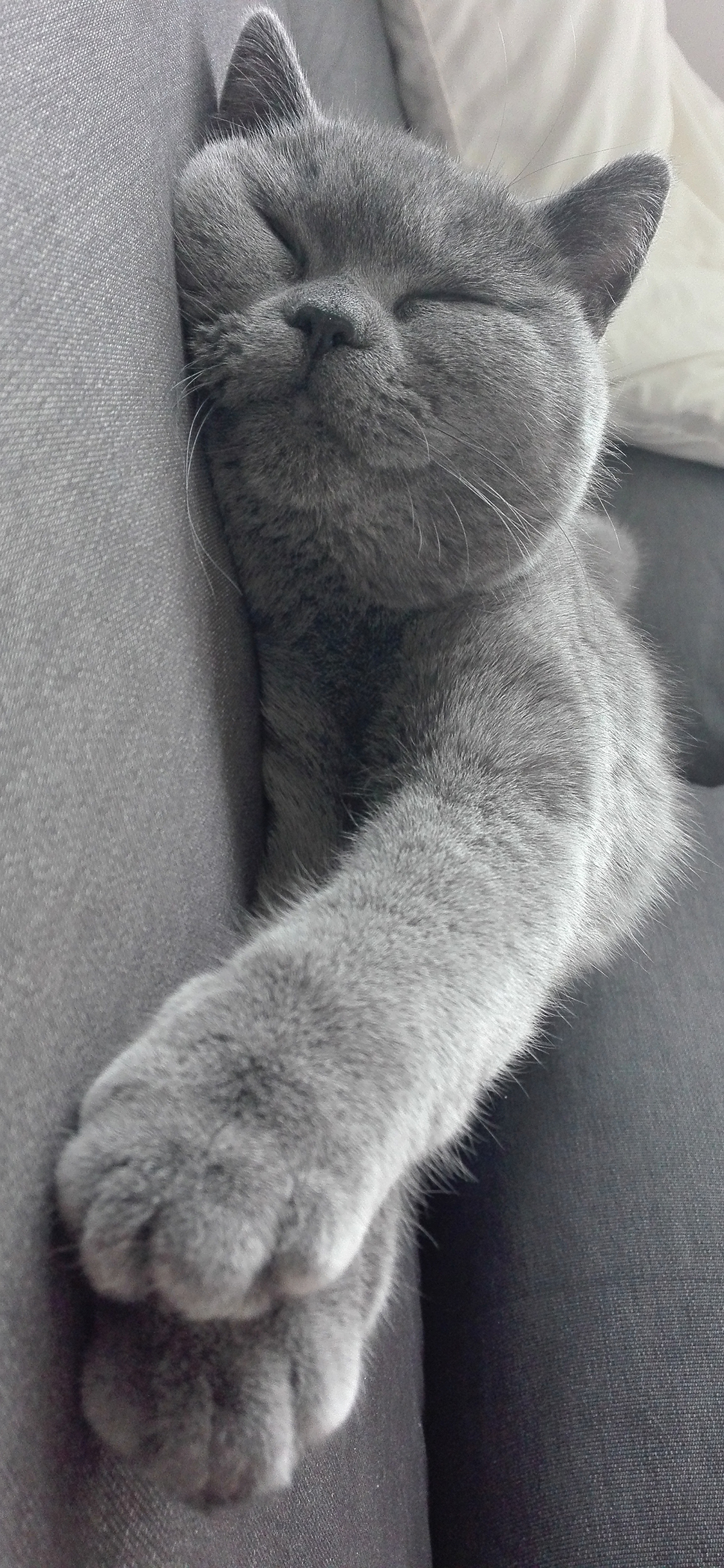 [2436×1125]猫咪 可爱 睡觉 灰色 喵星人 宠物 苹果手机壁纸图片