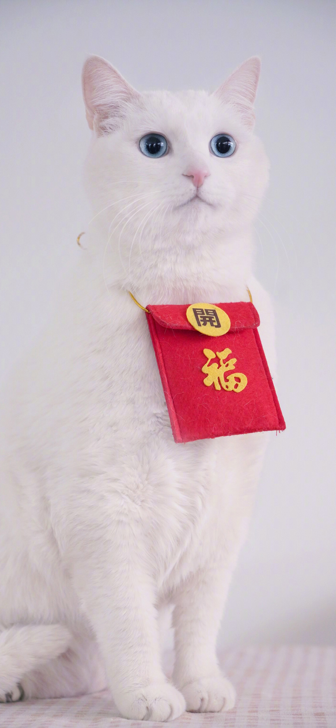 [2436×1125]猫咪 可爱 红包 喵星人 宠物 苹果手机壁纸图片