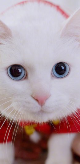 [2436x1125]猫咪 可爱 红包 喵星人 宠物 萌 苹果手机壁纸图片