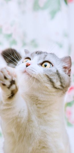 [2436x1125]猫咪 可爱 萌 喵星人 宠物 苹果手机壁纸图片