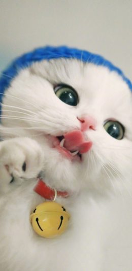 [2436x1125]猫咪 可爱 萌 喵星人 宠物 铃铛 吐舌 苹果手机壁纸图片