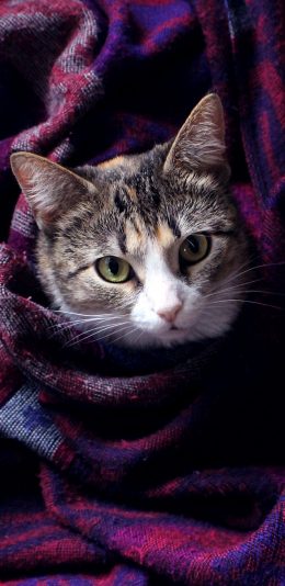 [2436x1125]猫咪 可爱 萌 宠物 喵星人 毛毯 苹果手机壁纸图片