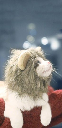 [2436x1125]猫咪 可爱 萌 帽子 宠物 喵星人 苹果手机壁纸图片