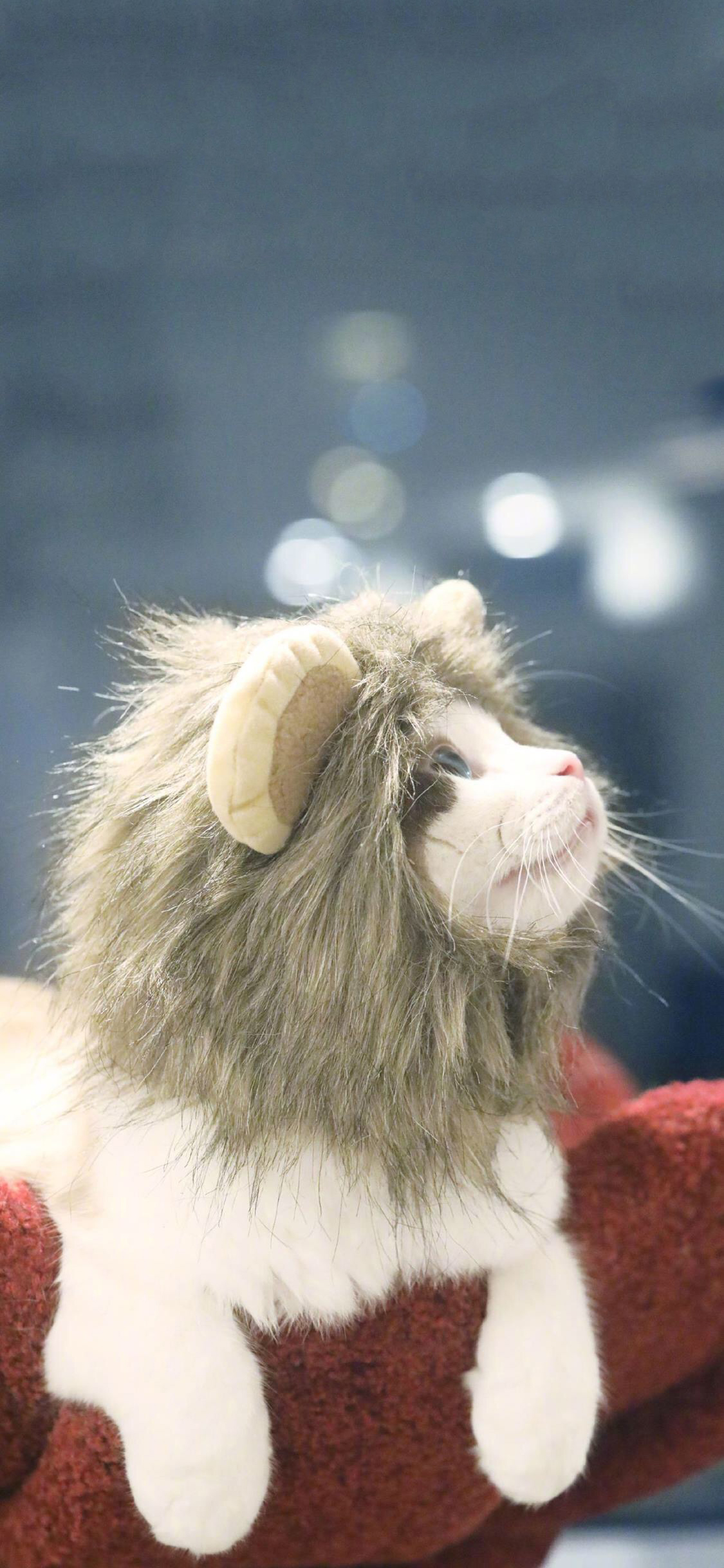 [2436×1125]猫咪 可爱 萌 帽子 宠物 喵星人 苹果手机壁纸图片