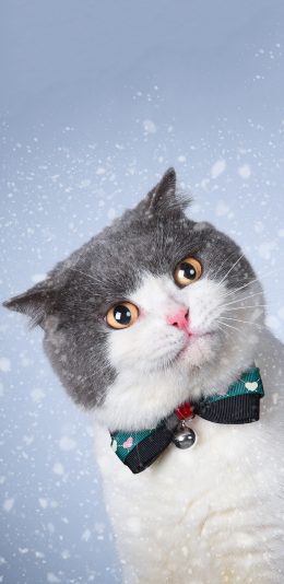 [2436x1125]猫咪 可爱 蝴蝶结 萌 宠物 喵星人 苹果手机壁纸图片