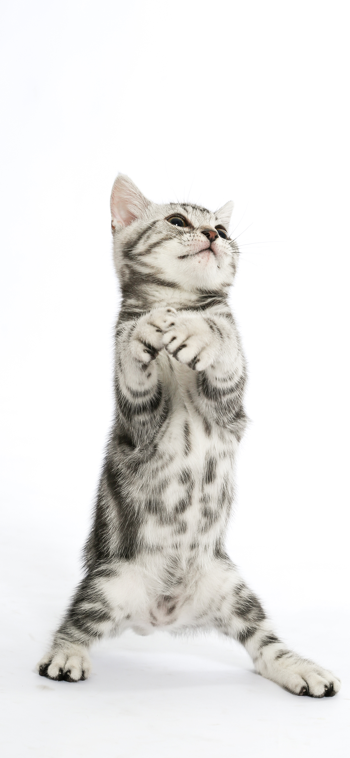 [2436×1125]猫咪 喵星人 写真 站立 苹果手机壁纸图片