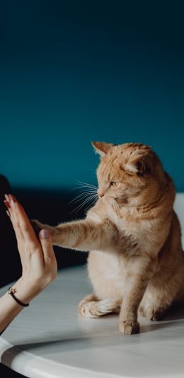 [2436x1125]猫咪 喵星人 击掌 宠物 萌 苹果手机壁纸图片