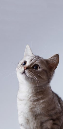 [2436x1125]猫咪 喵星人 可爱  萌 宠物 苹果手机壁纸图片