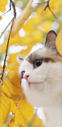 [2436x1125]猫咪 喵星人 可爱 宠物 秋天 季节 枯叶 苹果手机壁纸图片