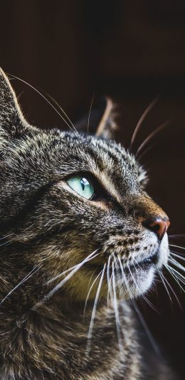 [2436x1125]猫咪 喵星人 可爱 宠物 萌 苹果手机壁纸图片